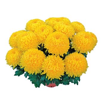 Etincelor Yellow