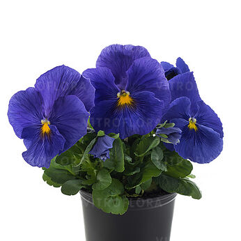 Future Mid Blue