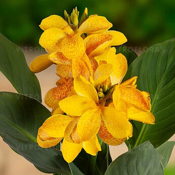 CannaSun Amalia