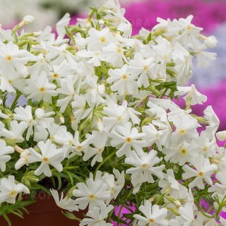 Spring® White