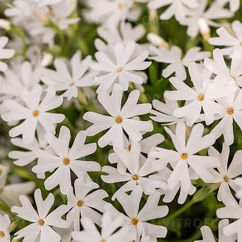 Snowflake