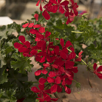 Grand Idols Red