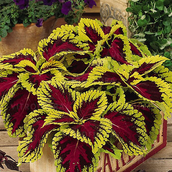 Колеус Конг Купить Семена