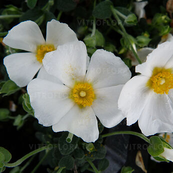 Cistus x obtusifolius