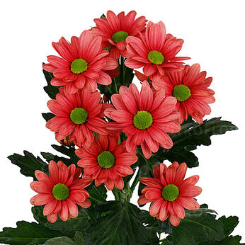 Ballerina's Cherry