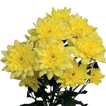 Pina Colada Yellow