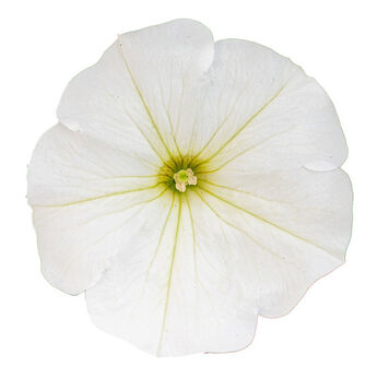 Tea White