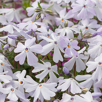 Spring® Lilac