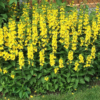 Lysimachia punctata