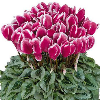 Halios Fantasia Decora Magenta 2381 (Magenta Silverleaf)
