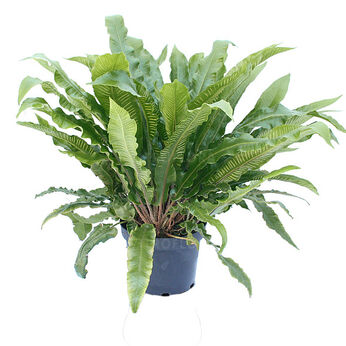 Asplenium scolopendrium