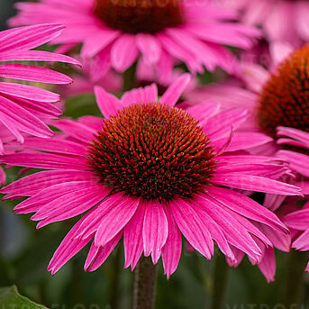 Dark Pink Pearl