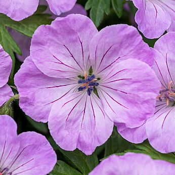 Frivolius Lilac