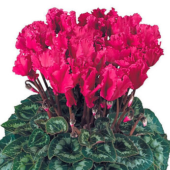 Halios Curly® Magenta 2505