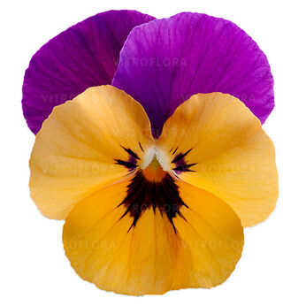 Cornet Orange Violet-Wing