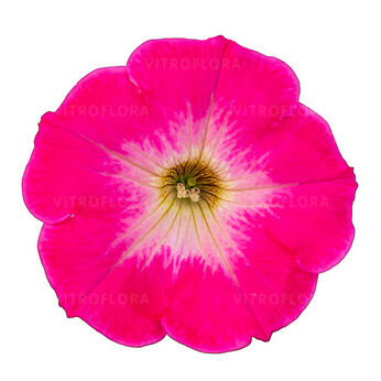 Tea Rose Morn