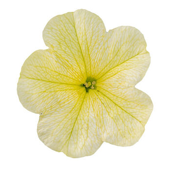 Tea Yellow