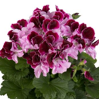 Elegance Purper Majesty