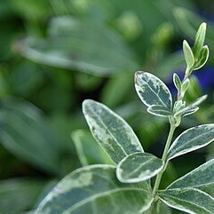 Variegata