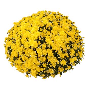 Elda Yellow