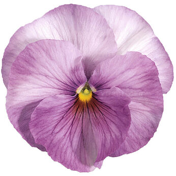 Inspire® Lavender Shades