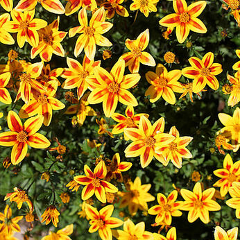 Blazing Star