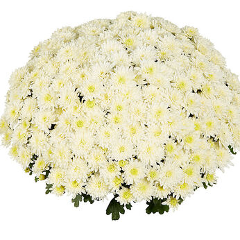 Homerun White
