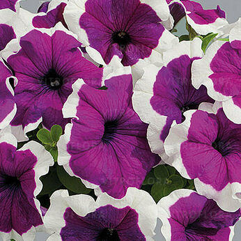 Limbo Violet Picotee (Lupo)