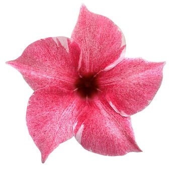 Sundaville® Classic Flamingo Pink