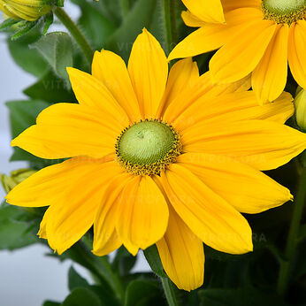 Sunbeckia® Ophelia