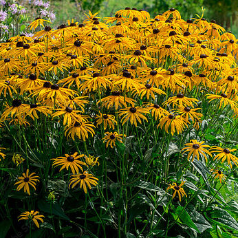 City Garden