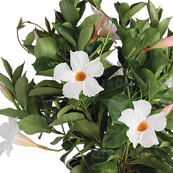 Flordenia White Halo