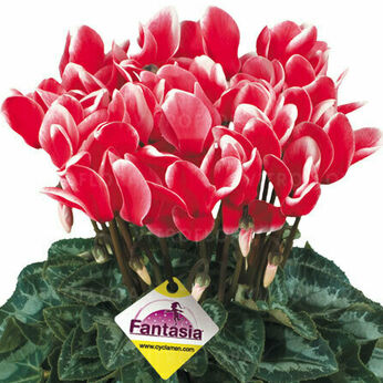 Halios Fantasia Rouge 2311 (Red)