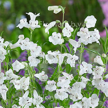 White Bedder