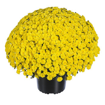 Rosanna Yellow