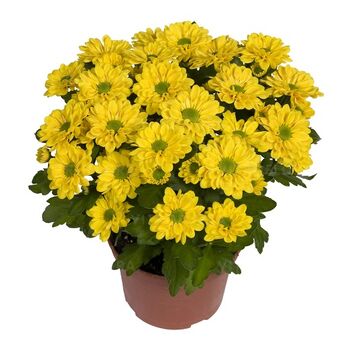 Swifty Yellow