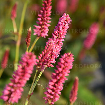 Ample Pink