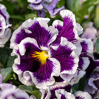 Ruffles Purple