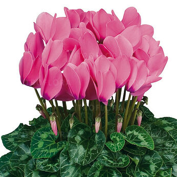 Halios HD Rose Indien 2075