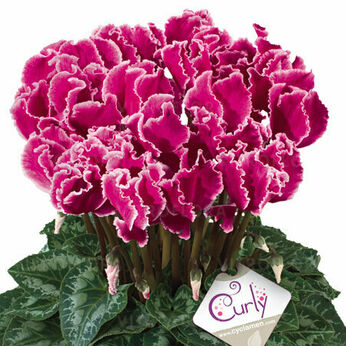 Halios Curly® Magenta Lisere 2507 (Magenta With Edge)