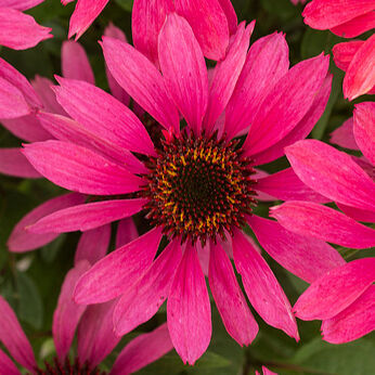 Pearl™ Magenta
