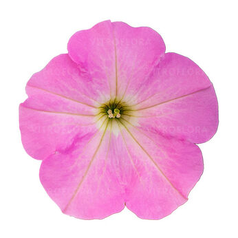 Tea Pink