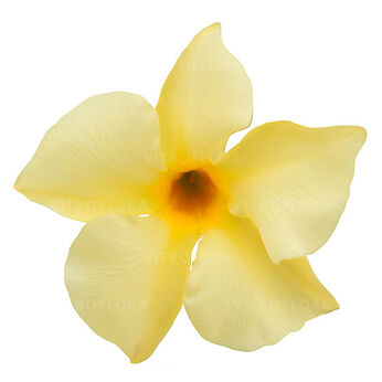 Sundaville® Classic Lemon