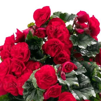 BK Collection Carmen Red