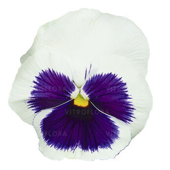 Select White-Blotch