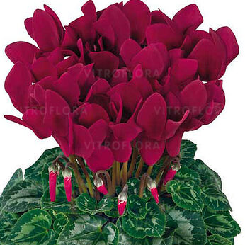 Halios HD Magenta Fonce 2107 (Deep Magenta)