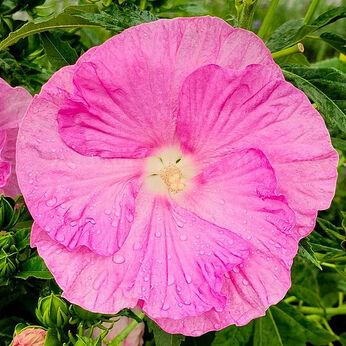 Pink Wheel