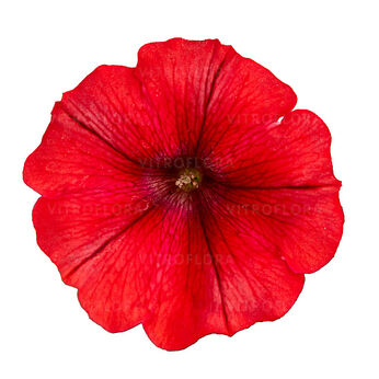 Tea Red