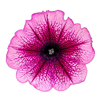 Tea Magenta Vein