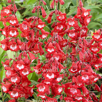 Rubicunda